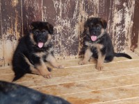 /album/puppy/krpcek-230-jpg/